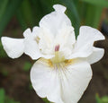 Iris sibirica 'White' (Siberian flag)