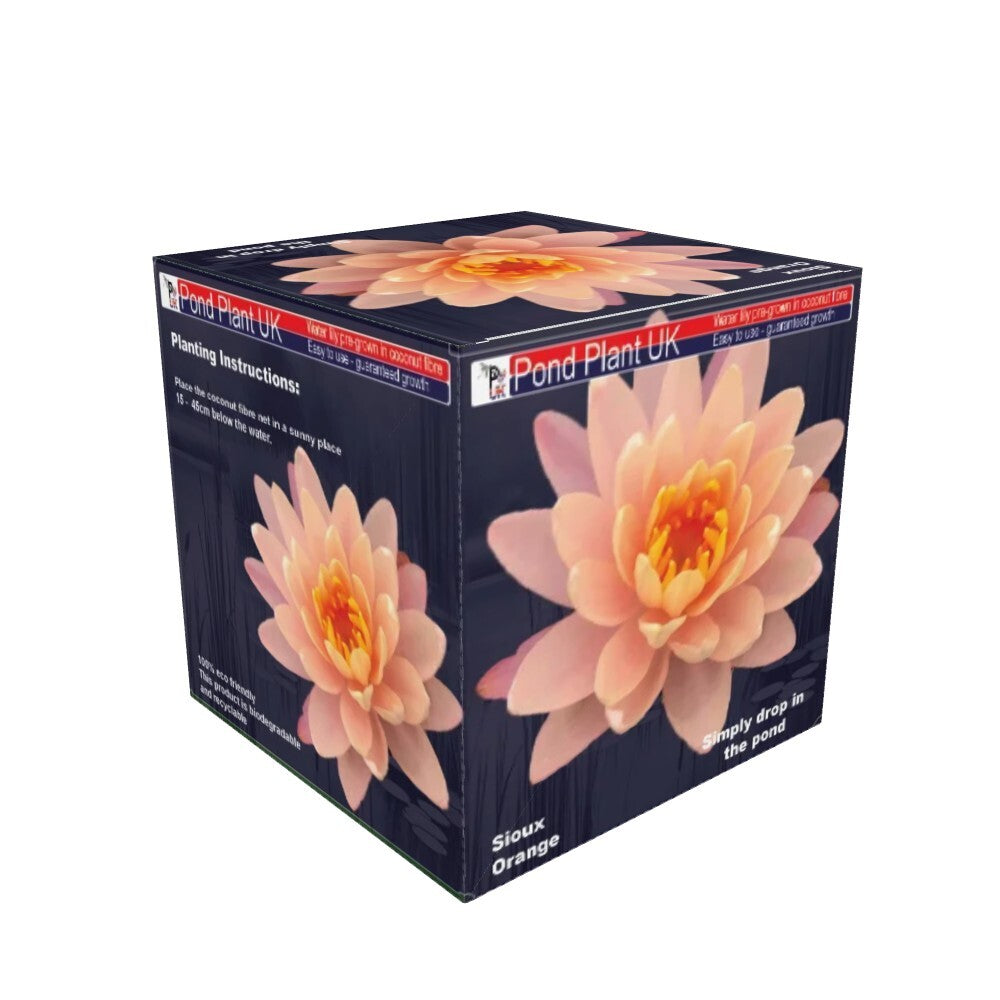 Pond Plant UK Sioux Orange Boxed Water Lily