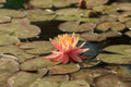 Nymphaea 'Sioux'