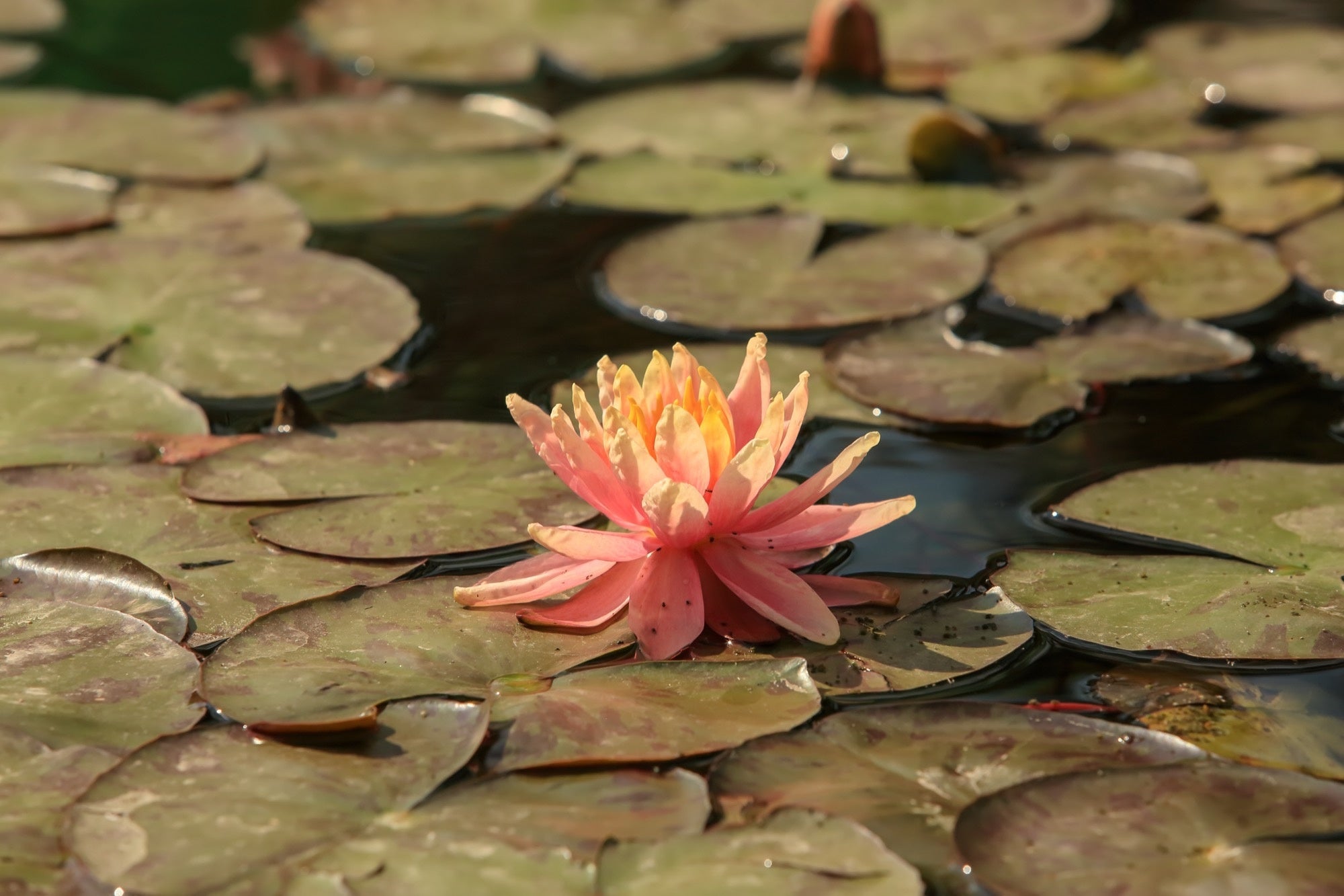Nymphaea 'Sioux'