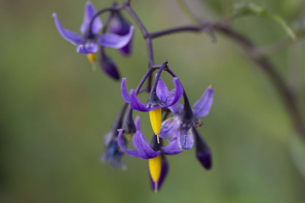 Solanum dulcamara