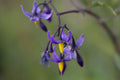 Solanum dulcamara