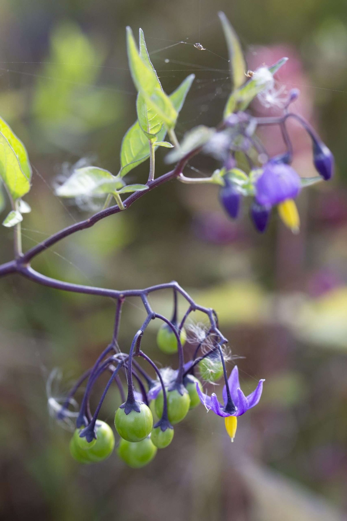 Solanum dulcamara
