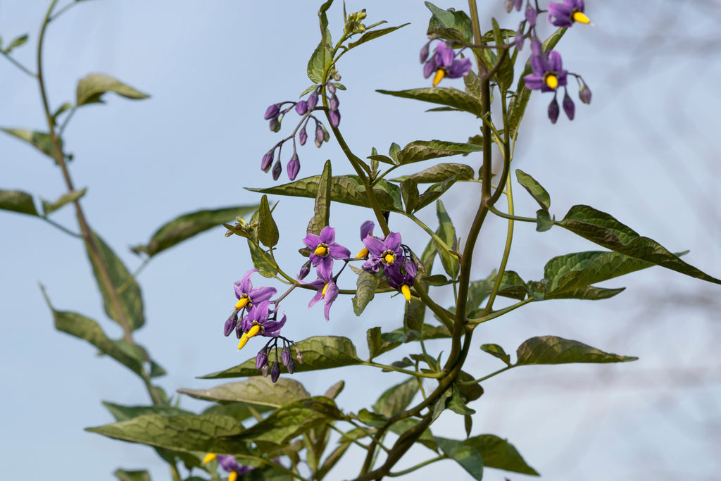 Solanum dulcamara