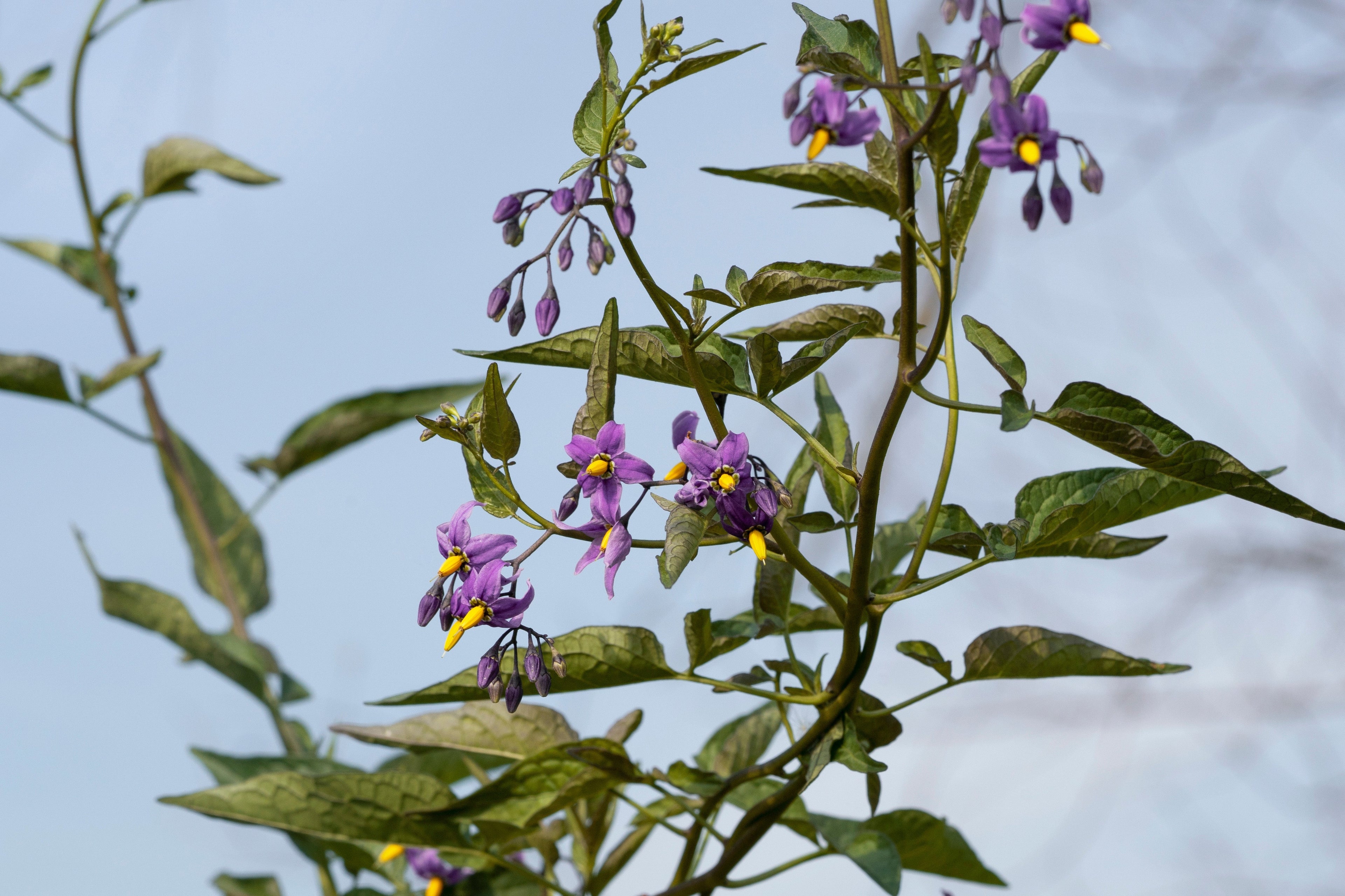 Solanum dulcamara