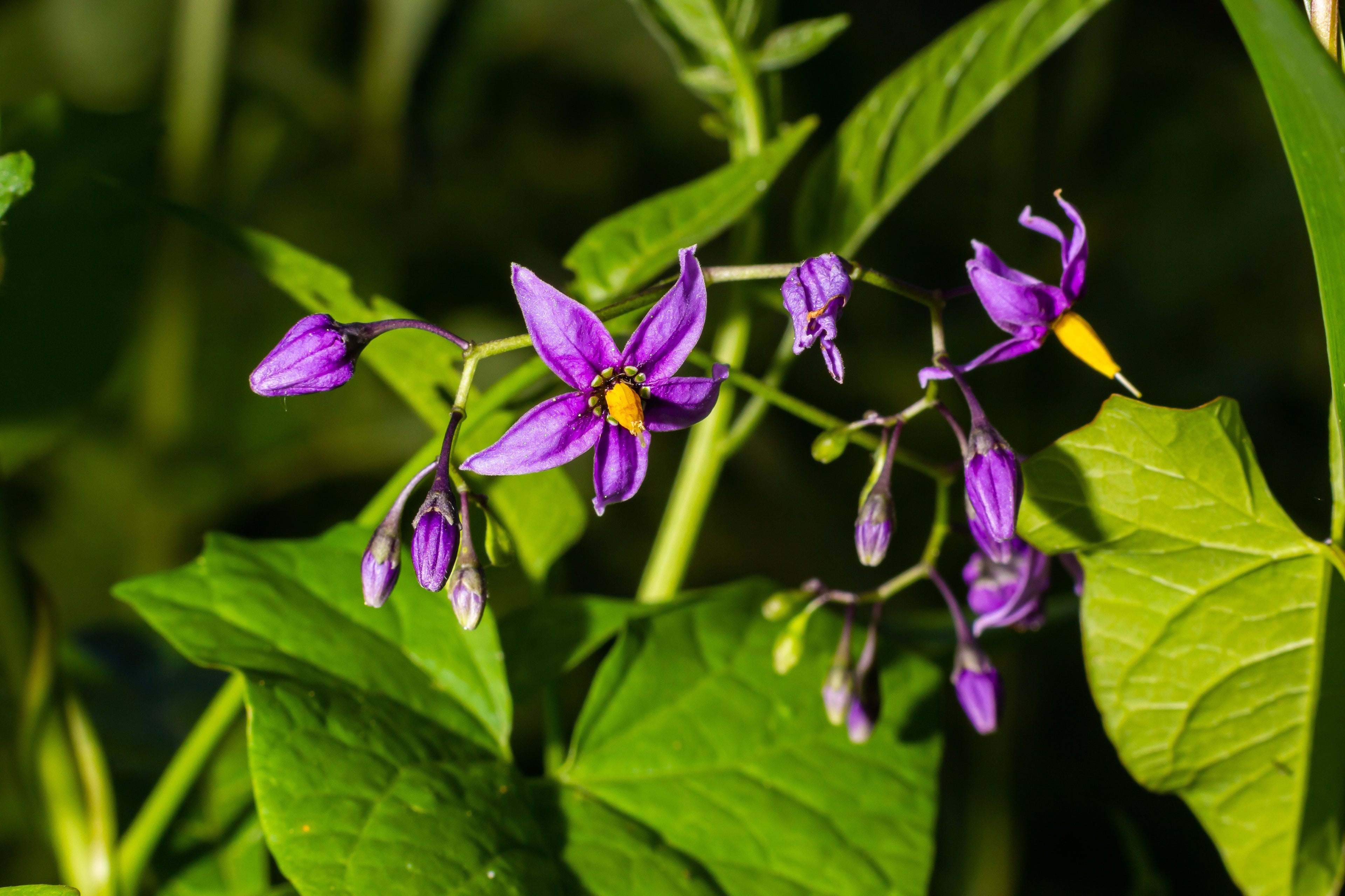 Solanum dulcamara