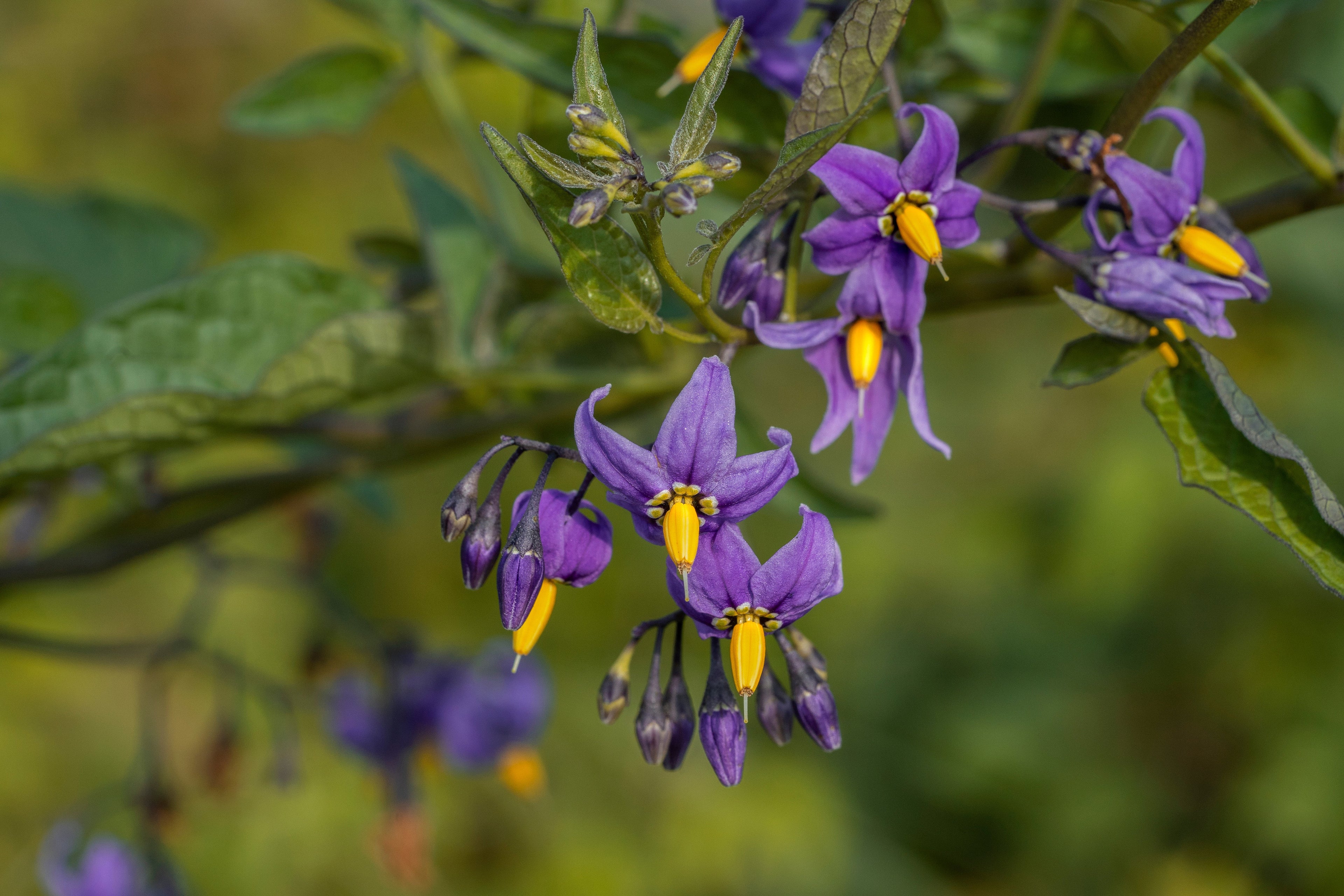 Solanum dulcamara