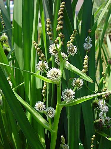 Sparganium erectum