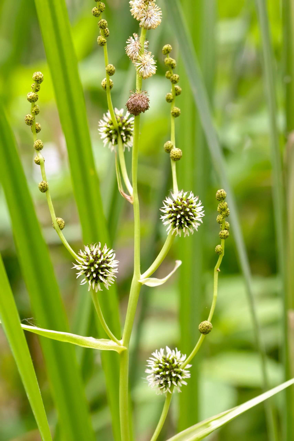 Sparganium erectum
