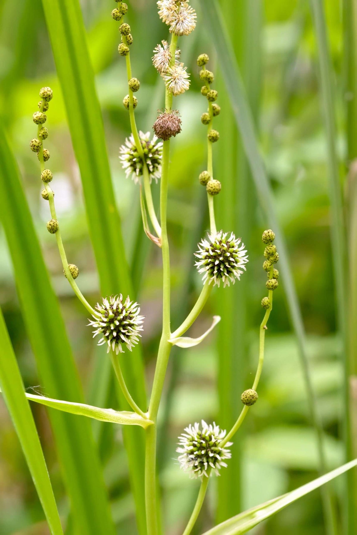 Sparganium erectum