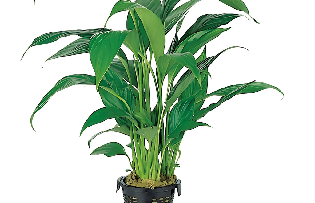Spathiphyllum wallisii