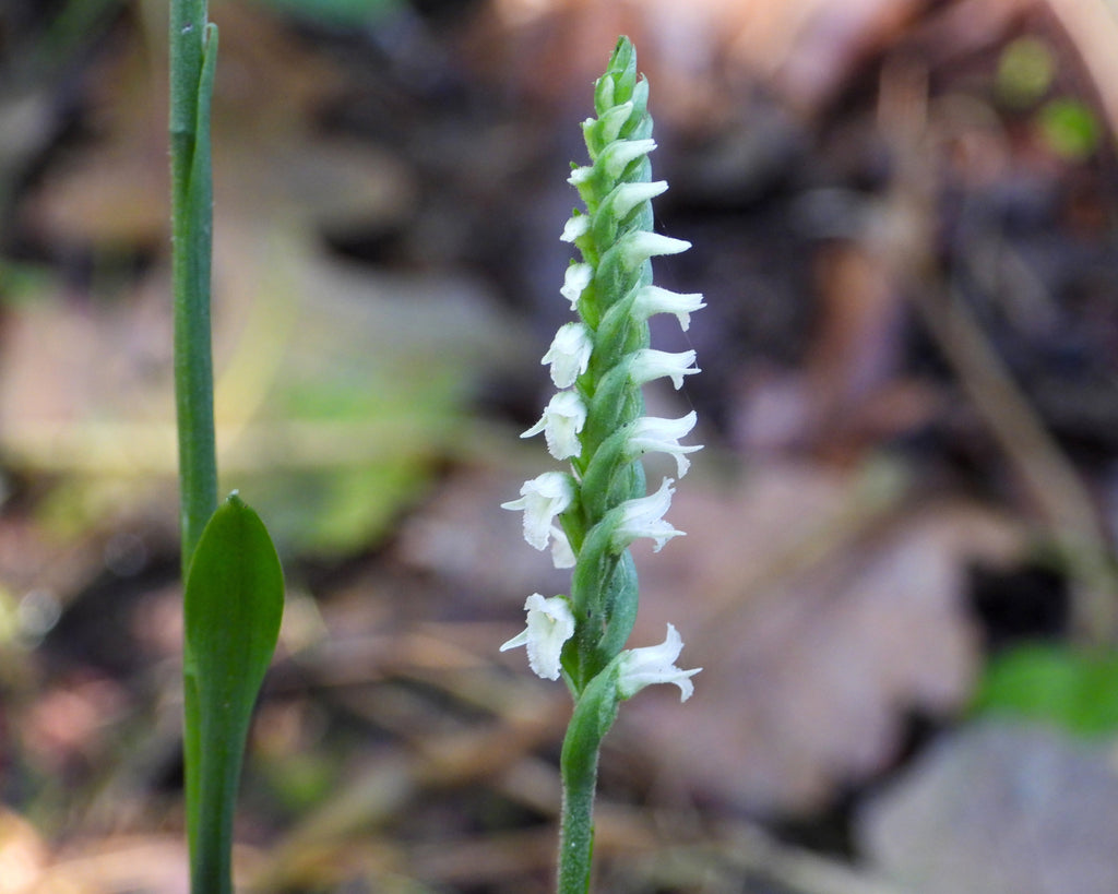 Spiranthes 'Chadd's Ford'