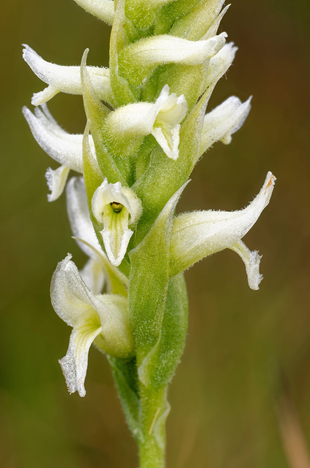 Spiranthes 'Chadd's Ford'
