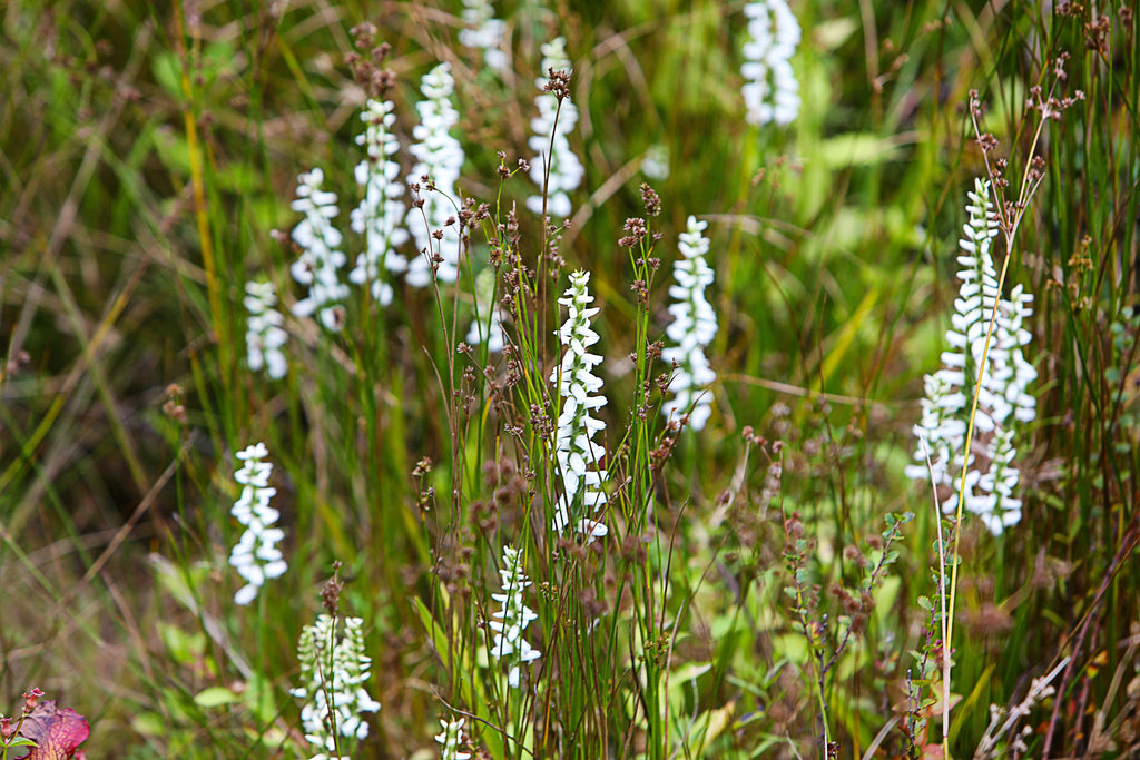 Spiranthes 'Chadd's Ford'