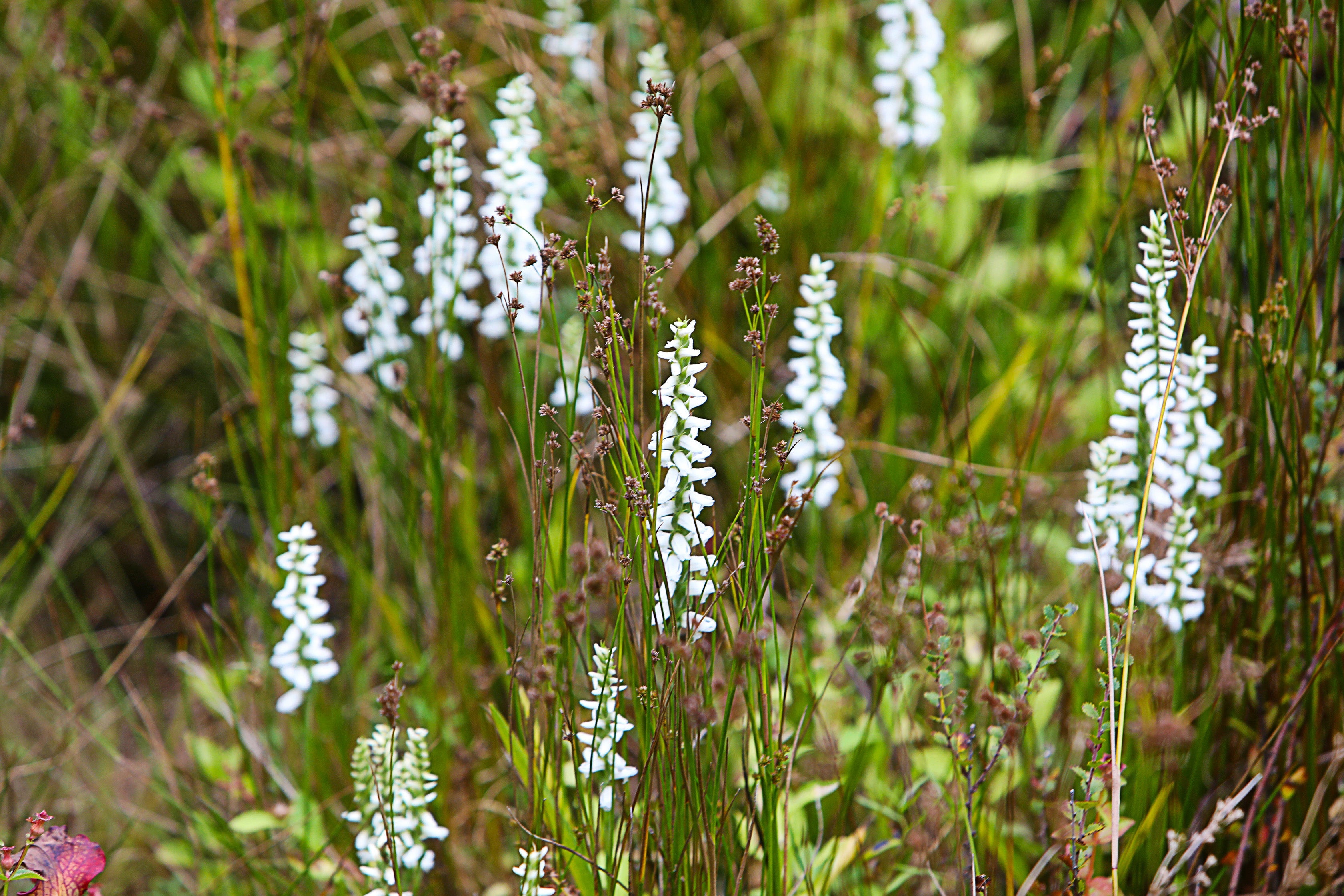Spiranthes 'Chadd's Ford'