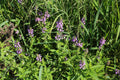 Stachys palustris