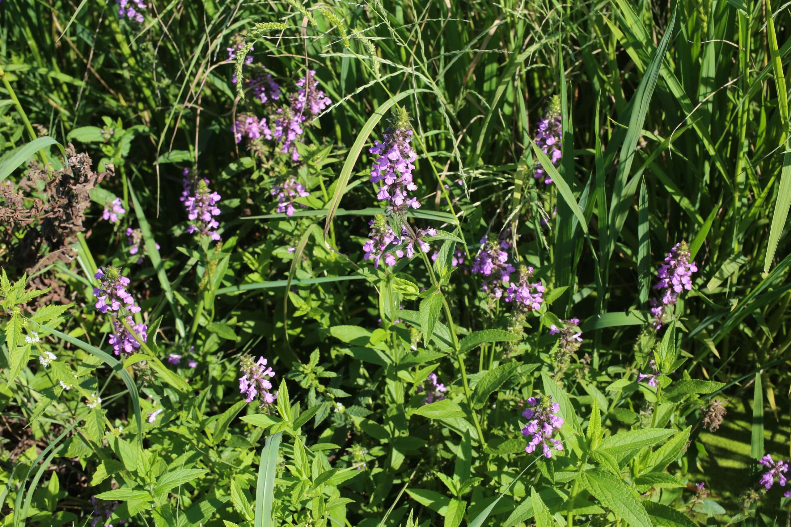 Stachys palustris