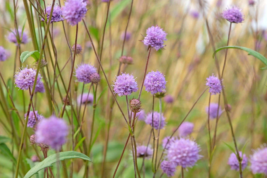 Succisa pratensis