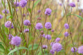 Succisa pratensis