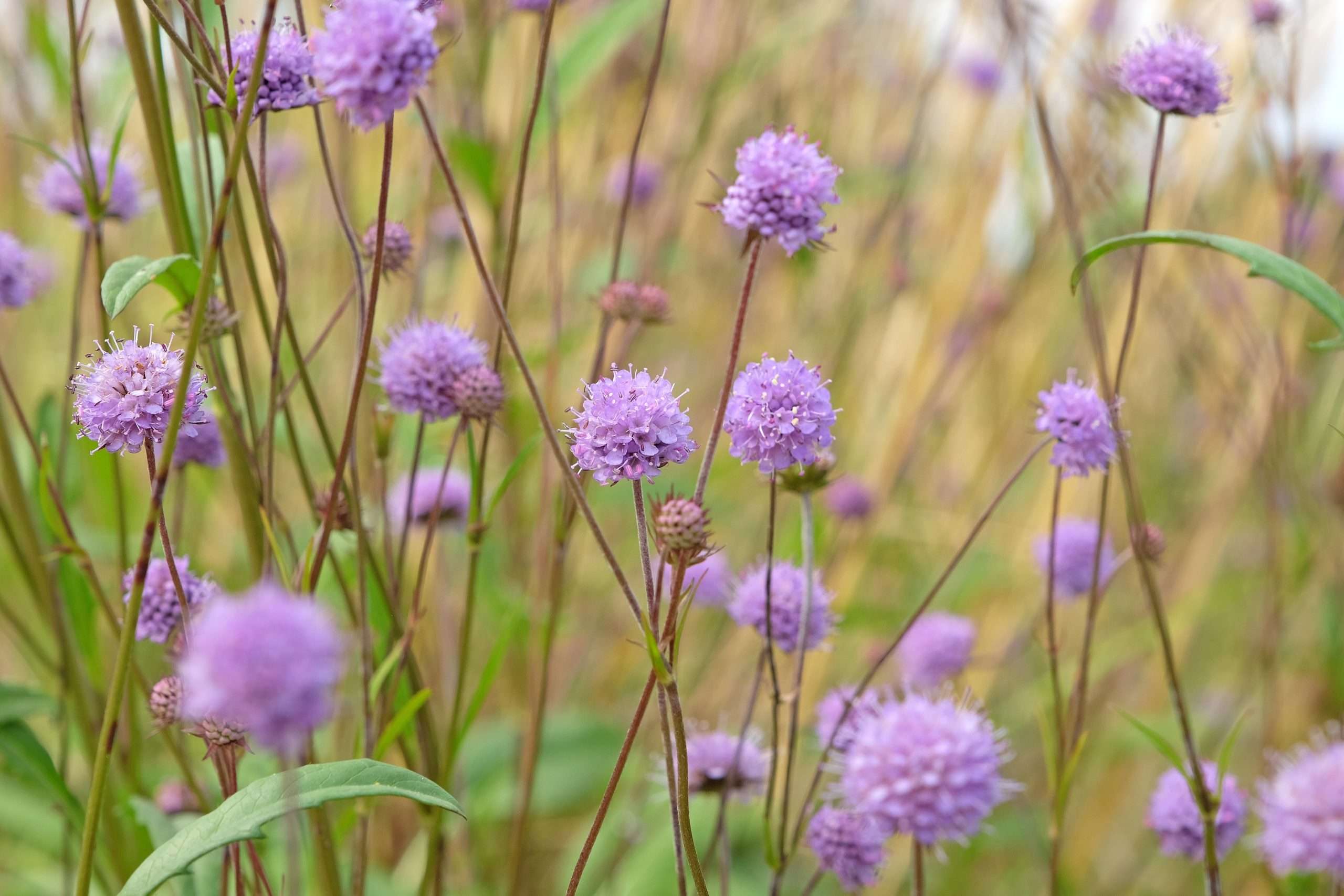Succisa pratensis