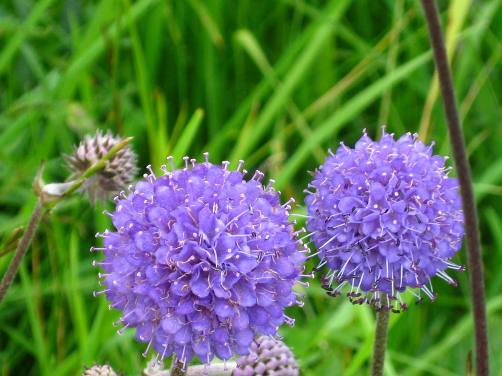 Succisa pratensis