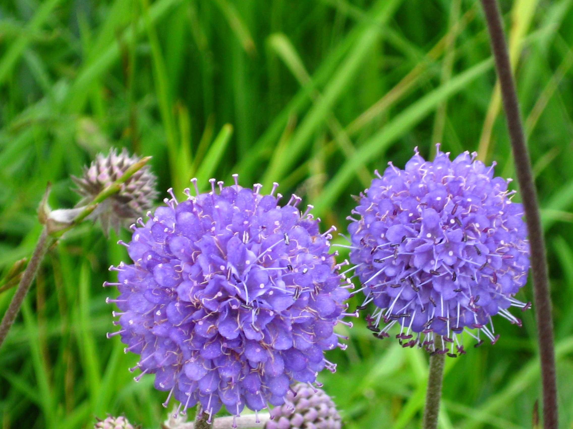 Succisa pratensis