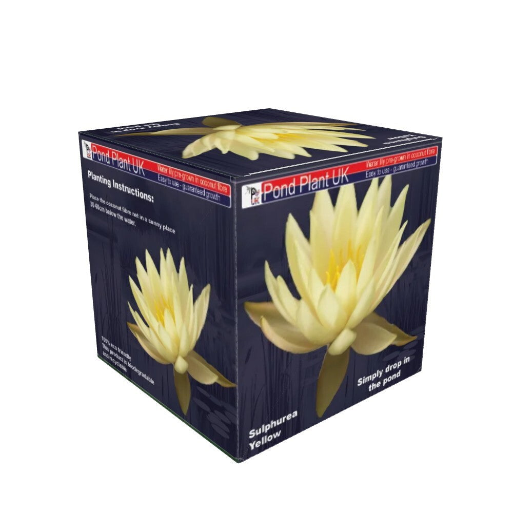Pond Plant UK Sulphurea Yellow Boxed Water Lily