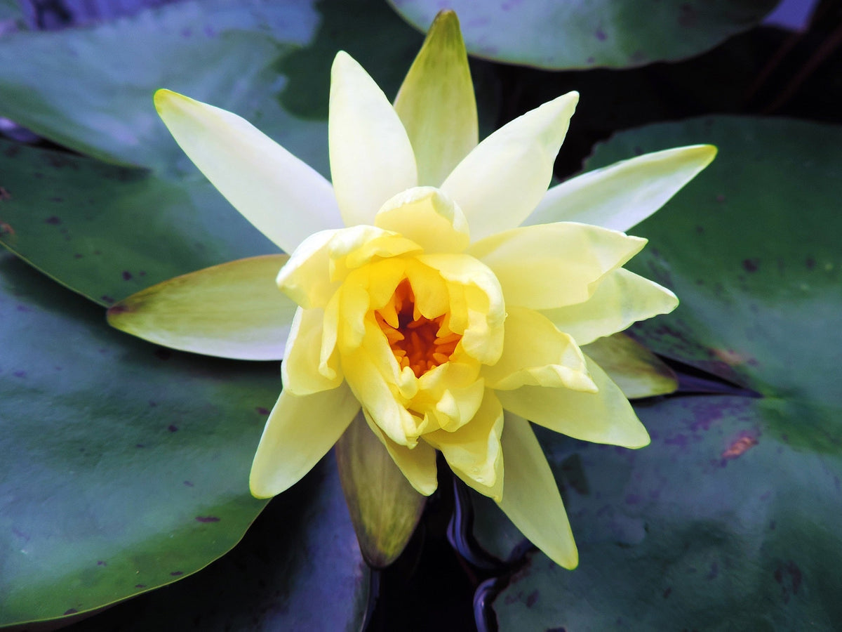 Nymphaea 'Sulphurea'