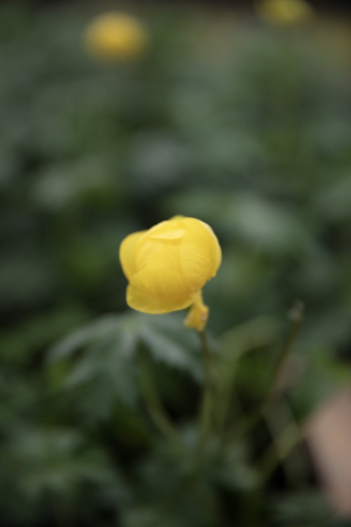 Trollius chinensis 'Superbus'