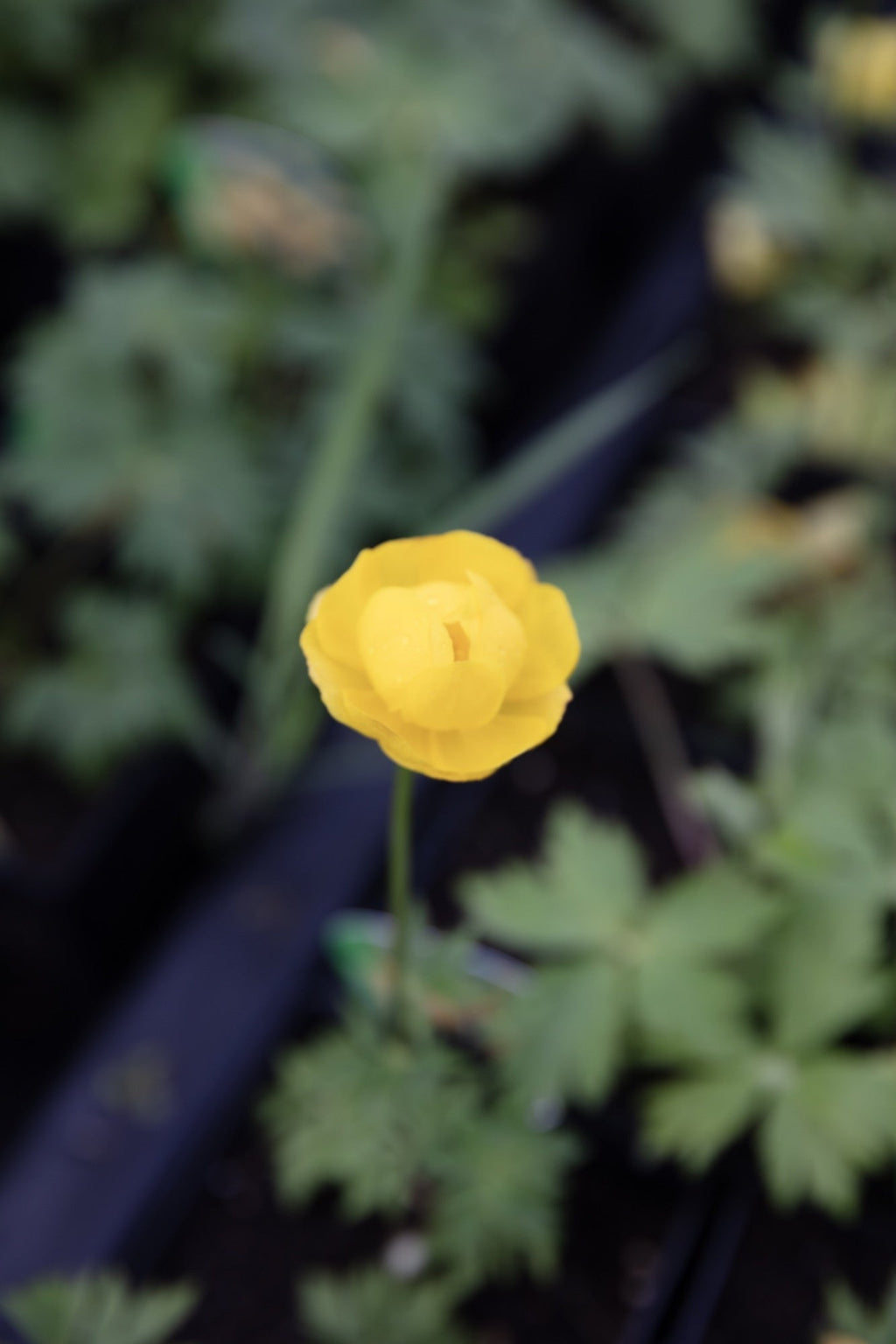 Trollius chinensis 'Superbus'