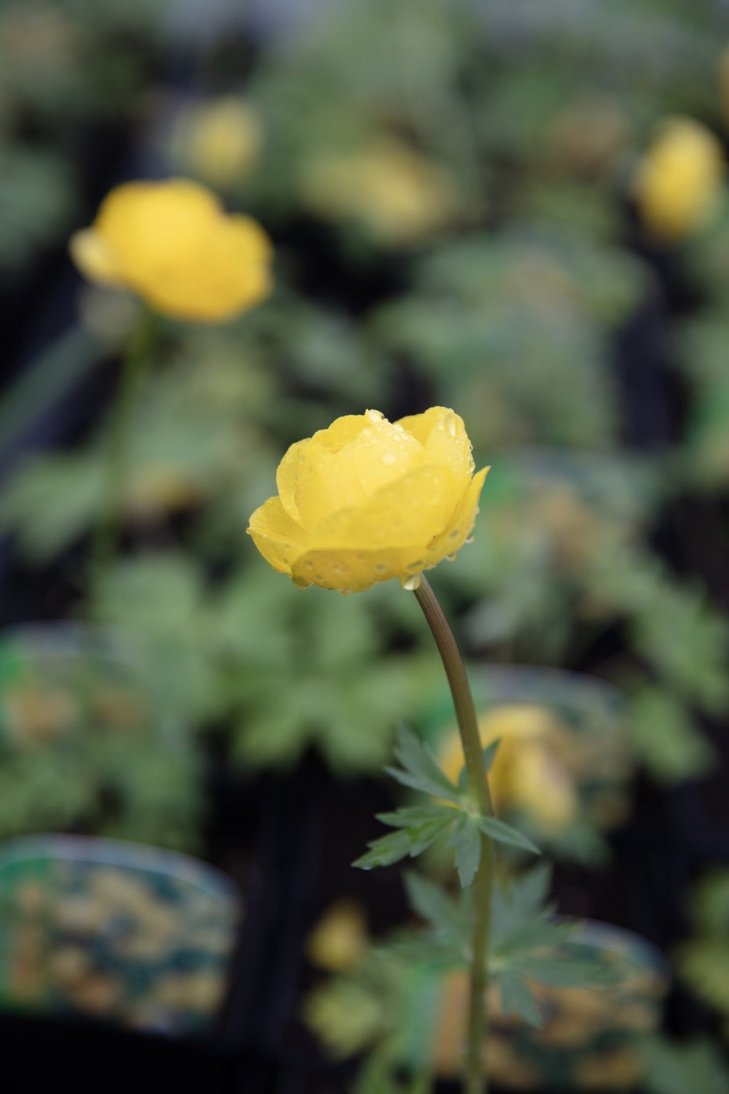 Trollius chinensis 'Superbus'