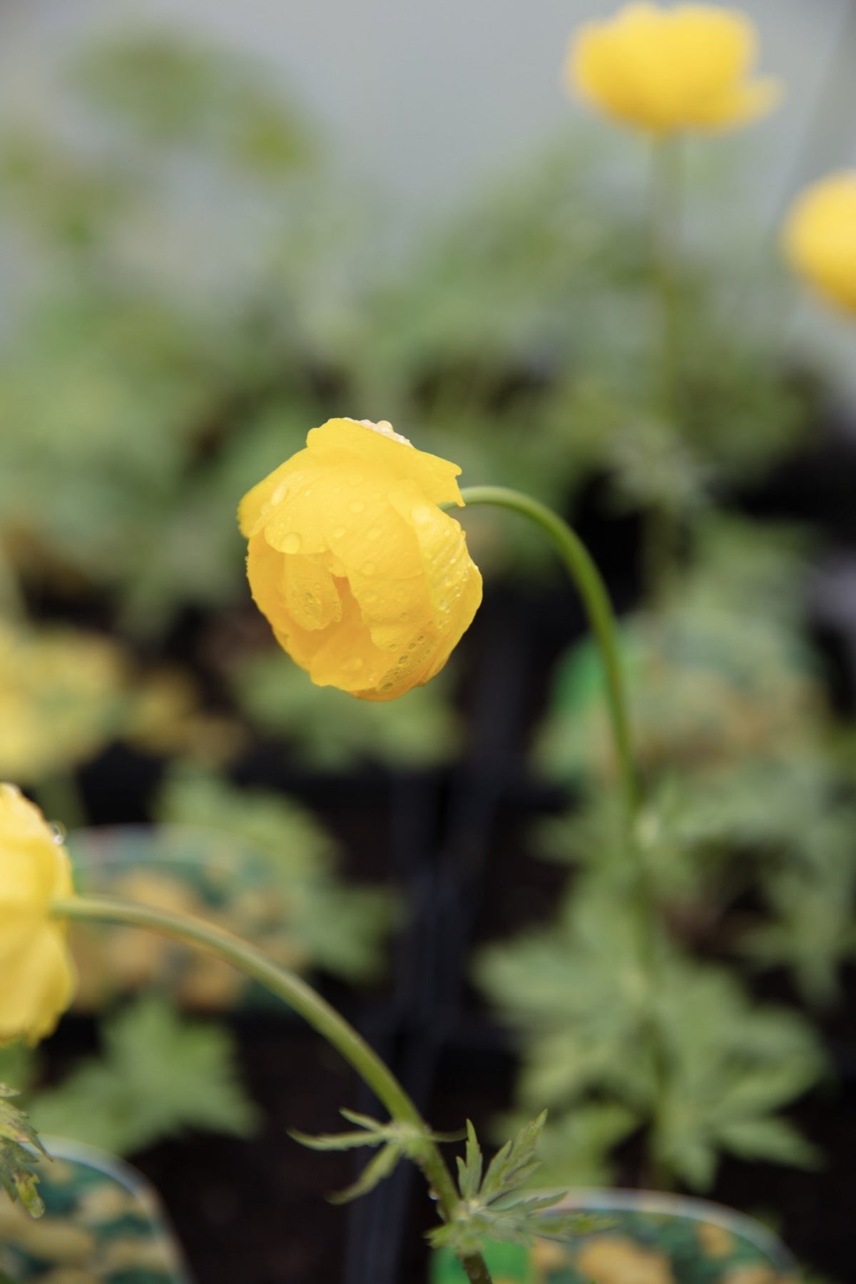 Trollius chinensis 'Superbus'