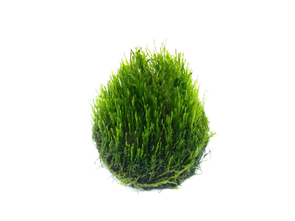 Taxiphyllum 'Flame Moss'