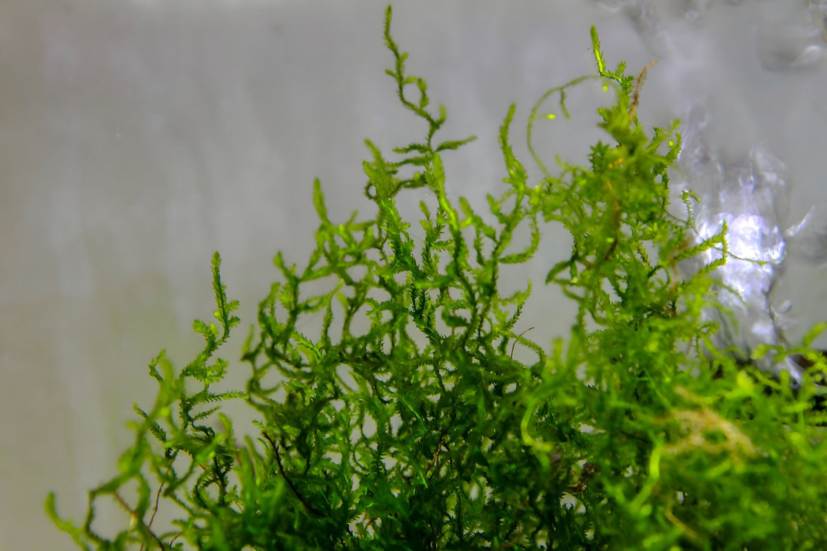 Taxiphyllum 'Flame Moss'