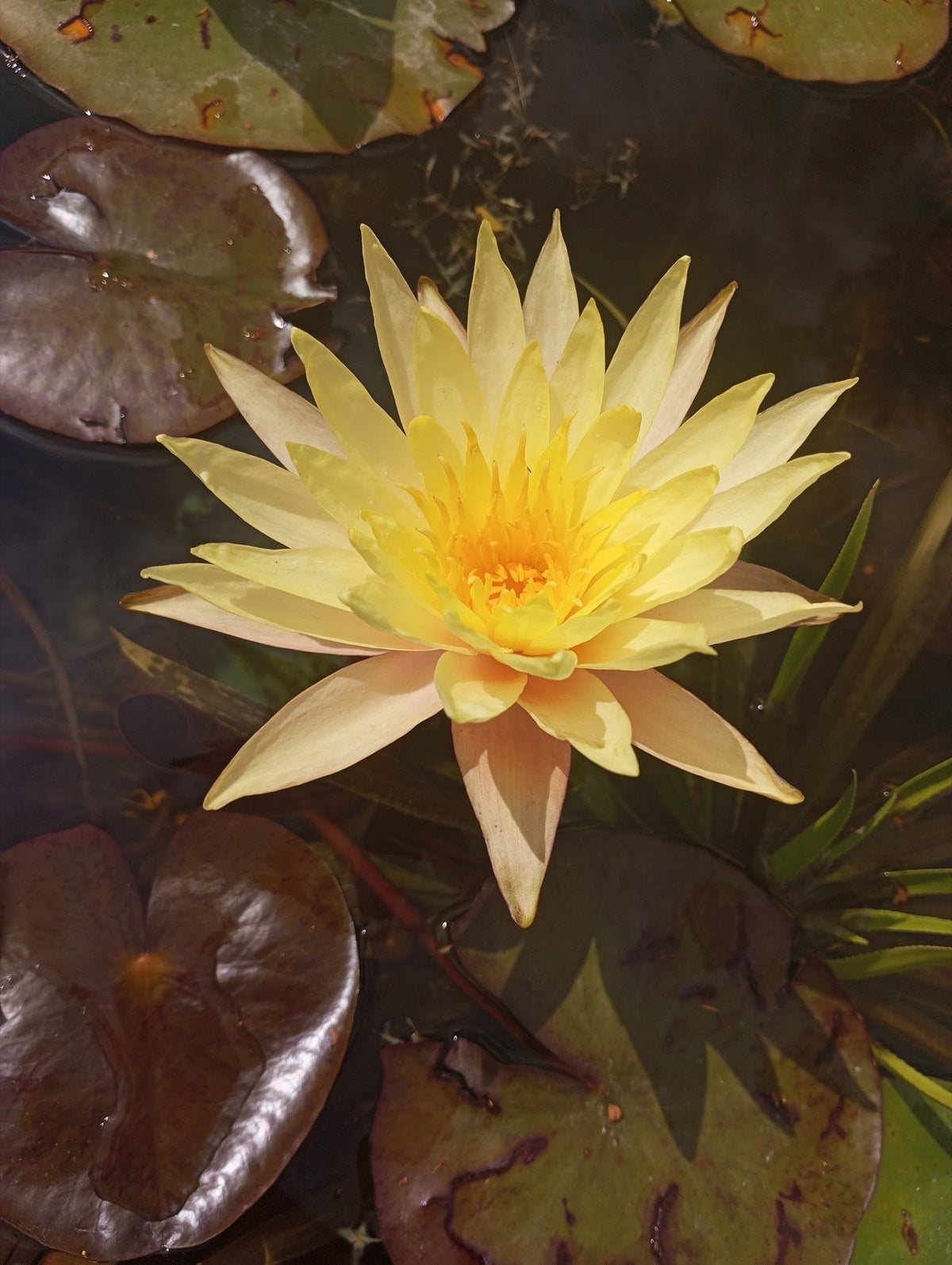Nymphaea 'Texas Dawn'