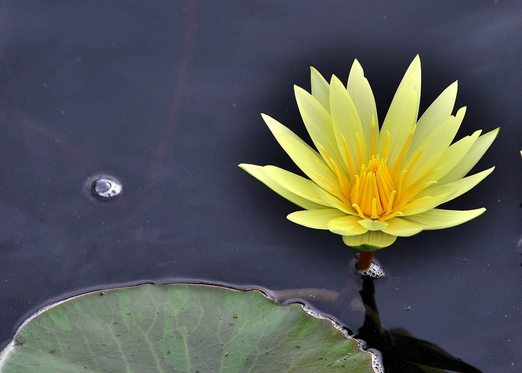 Nymphaea 'Texas Dawn'