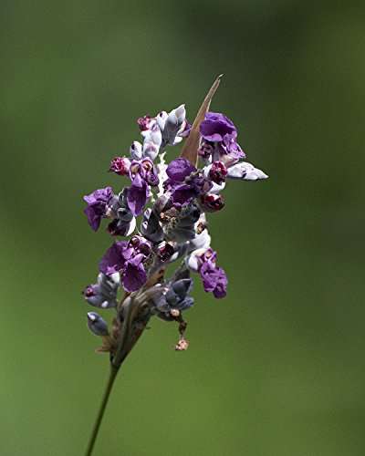 Thalia dealbata