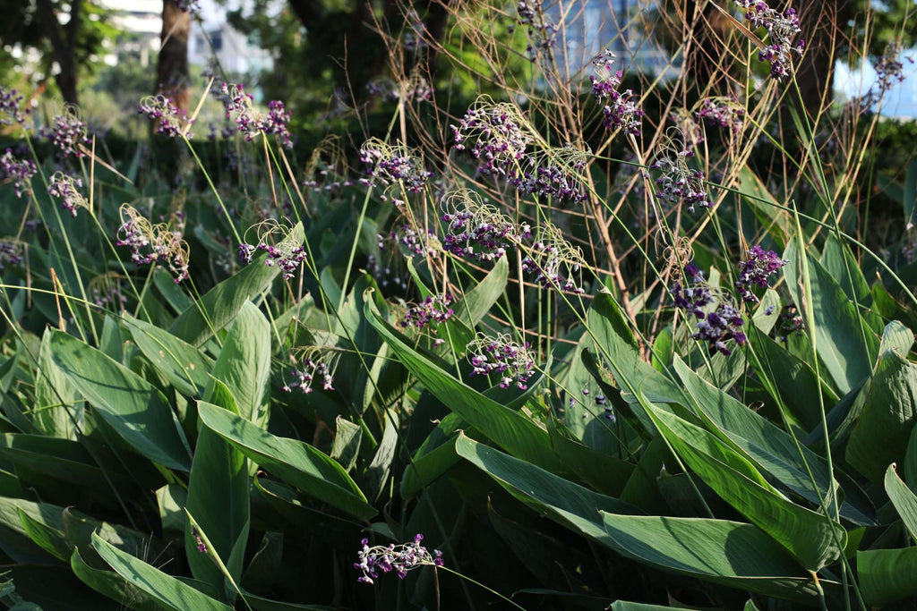 Thalia dealbata
