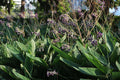 Thalia dealbata