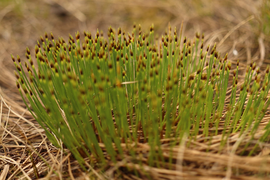 Trichophorum alpinum