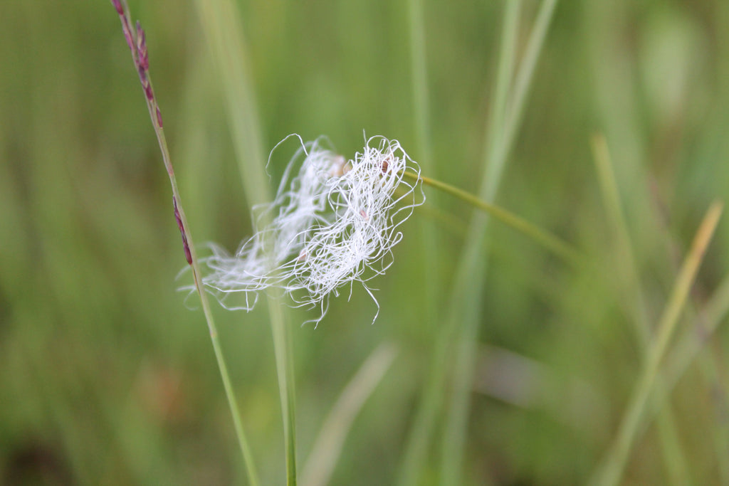 Trichophorum alpinum