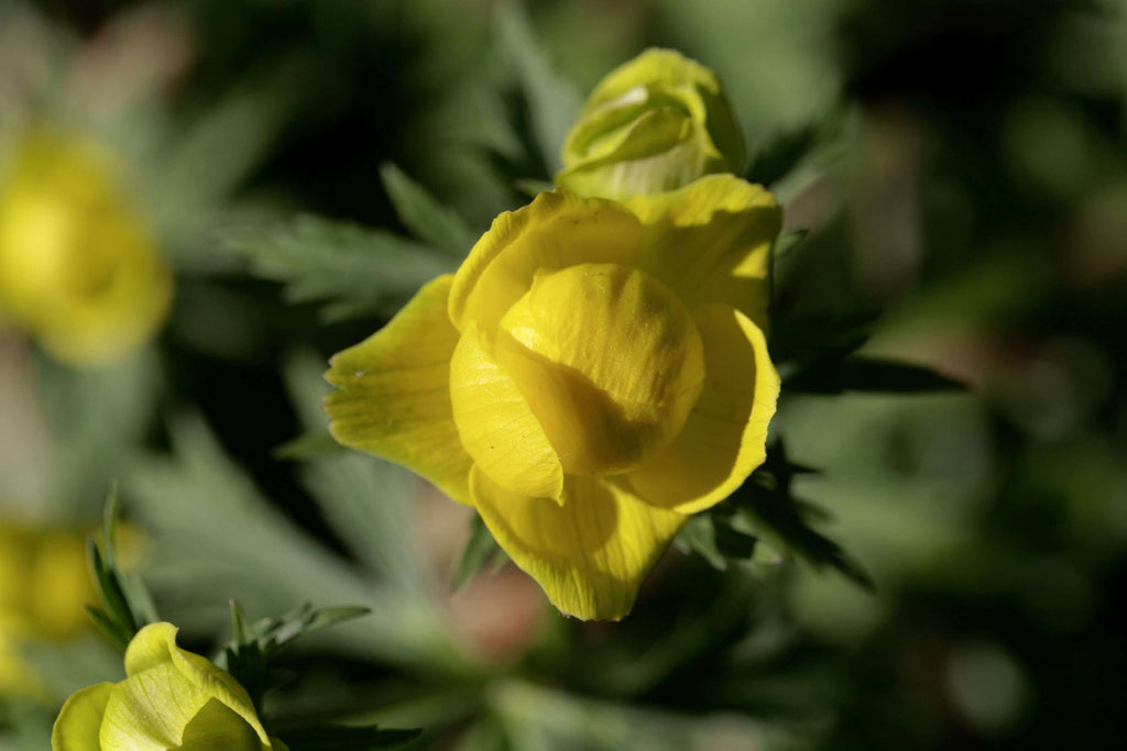 Trollius chinensis 'Superbus'