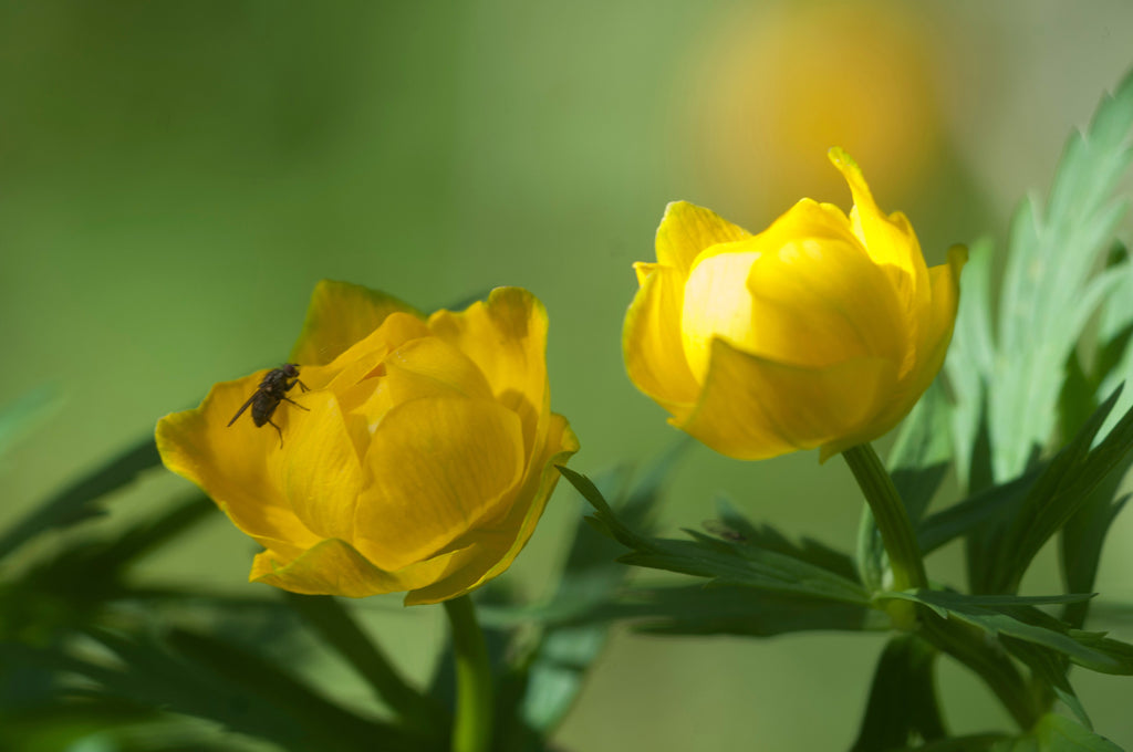 Trollius chinensis 'Superbus'