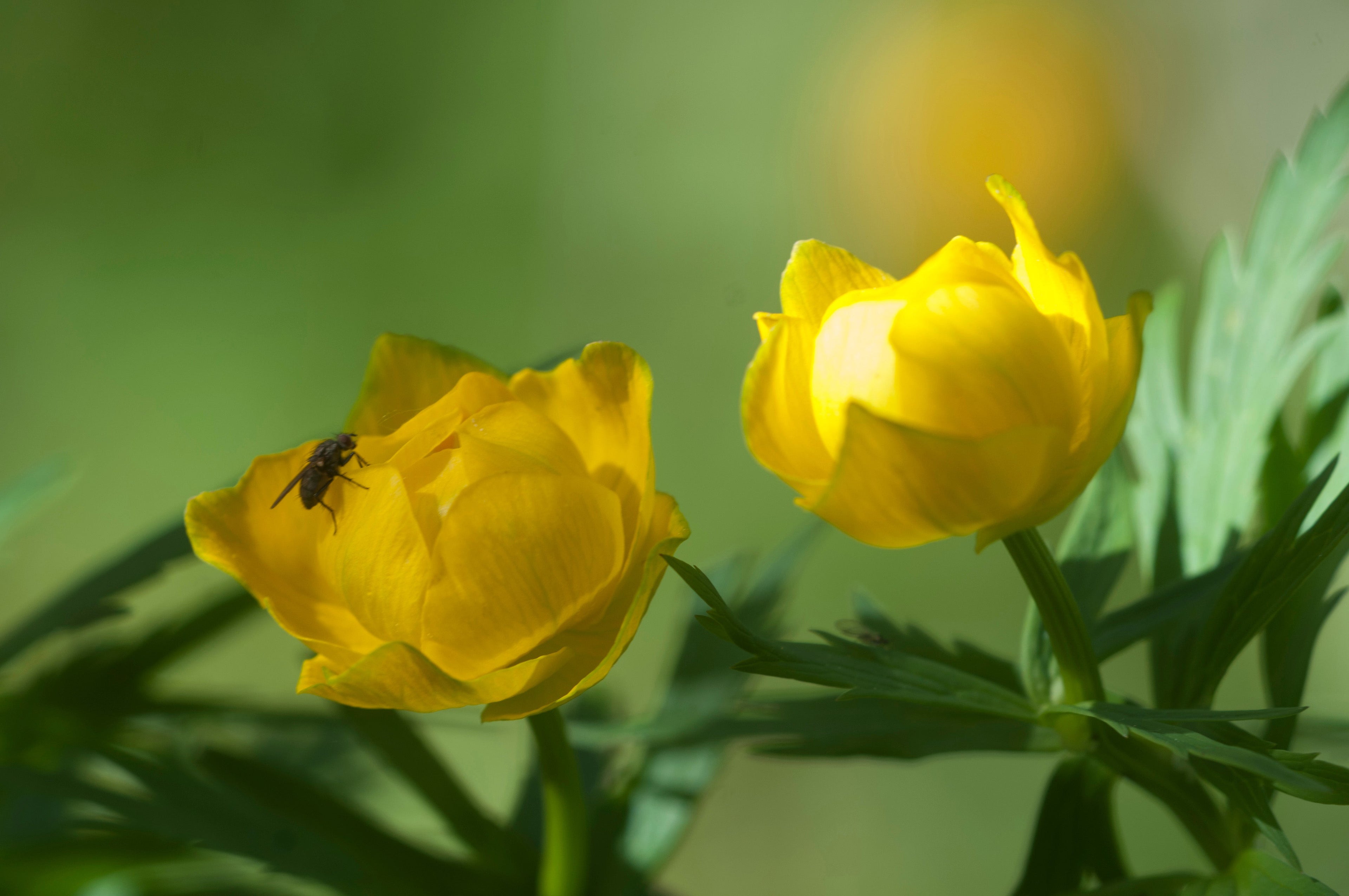 Trollius chinensis 'Superbus'
