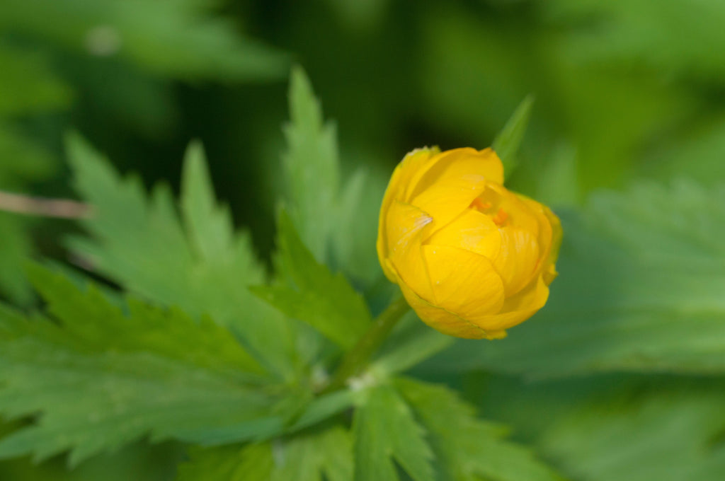 Trollius chinensis 'Superbus'