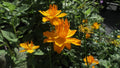 Trollius chinensis 'Golden Queen'