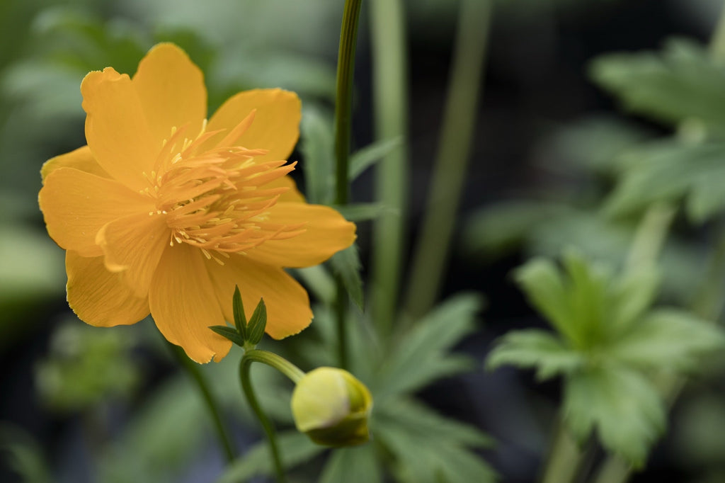 Trollius chinensis 'Golden Queen'