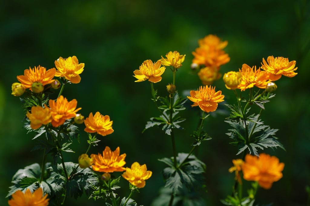 Trollius chinensis 'Golden Queen'