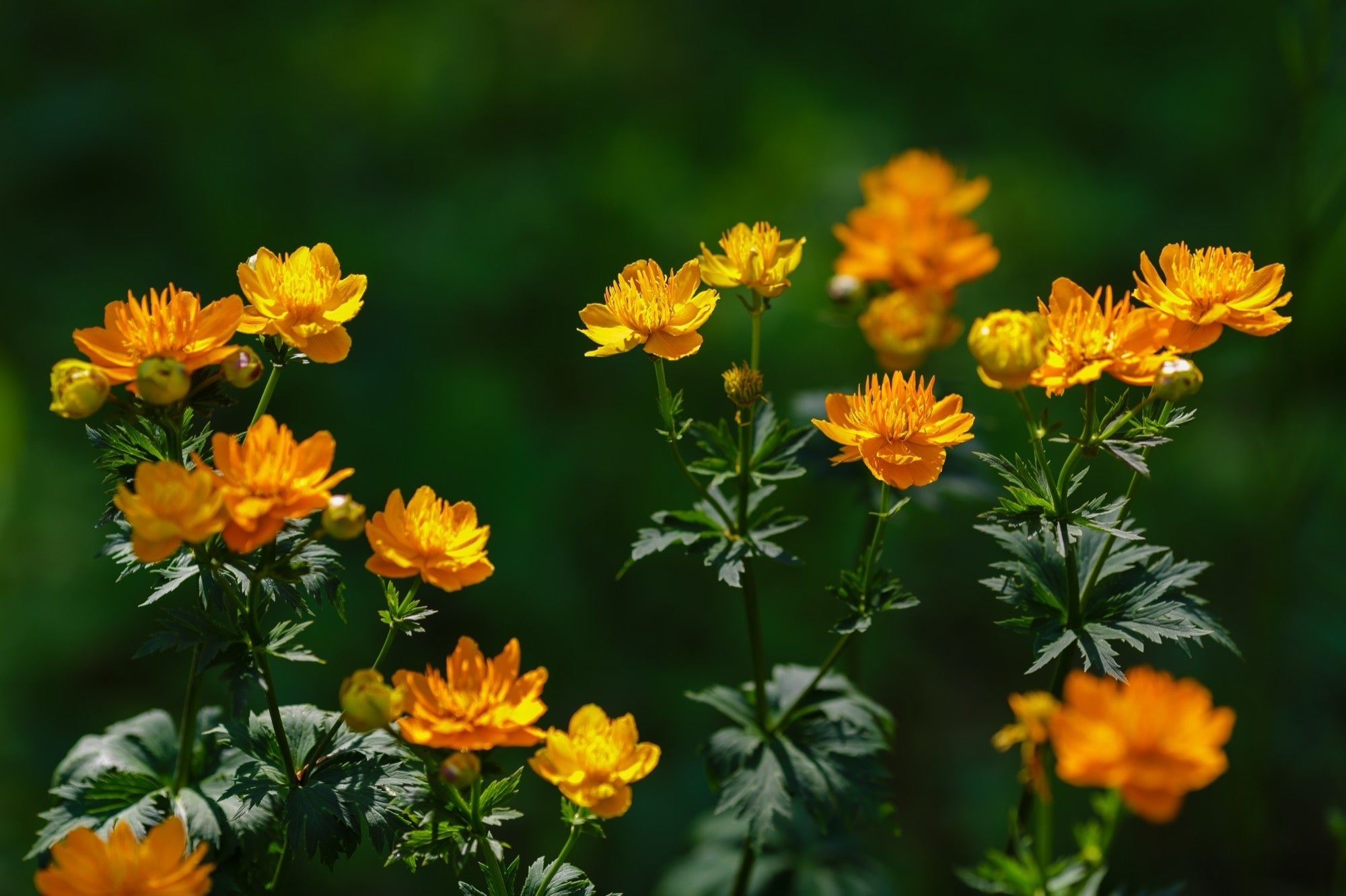 Trollius chinensis 'Golden Queen'