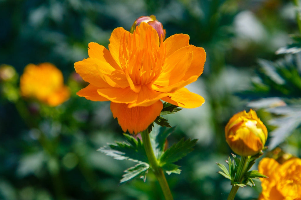 Trollius chinensis 'Golden Queen'